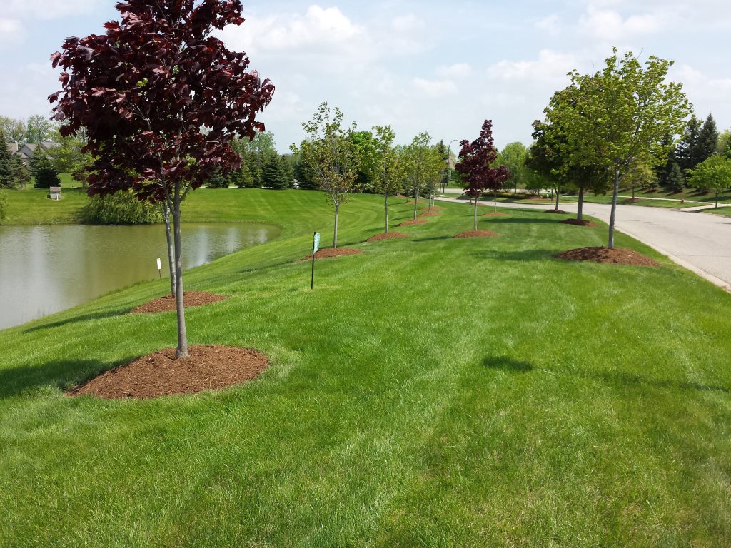 Weed Control - Salient Landscaping
