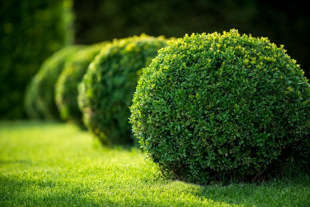 Salient Landscaping Shrub Trimming